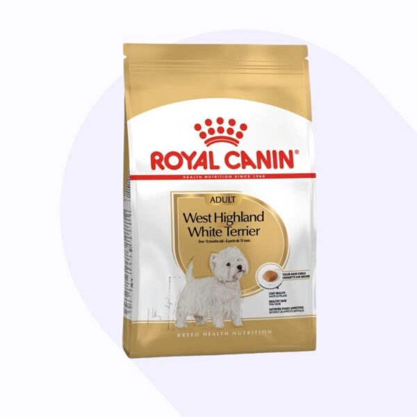 west-highland-white-terrier-adult