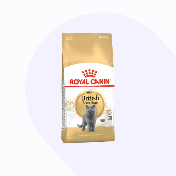 british-shorthair-adulto-2-kg