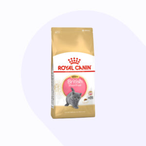 british-shorthair-kitten-2-kg