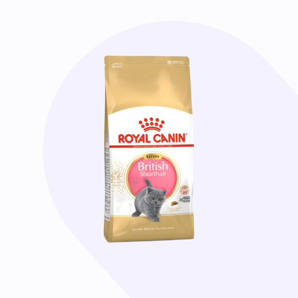 british-shorthair-kitten-2-kg