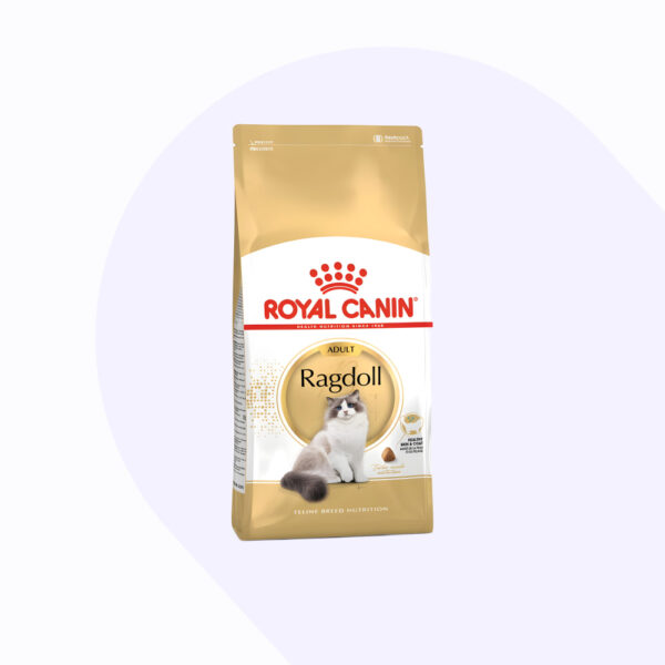 ragdoll-adulto-2-kg