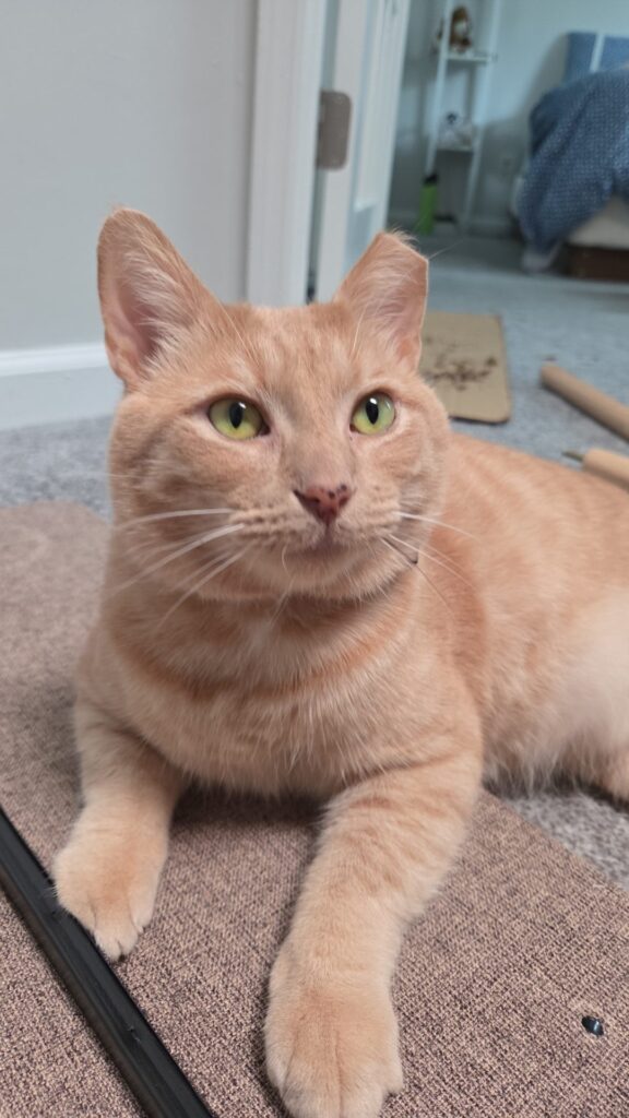 Dewey