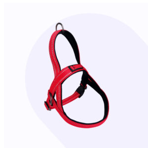 Kong Arnes Norwegian Perro Rojo