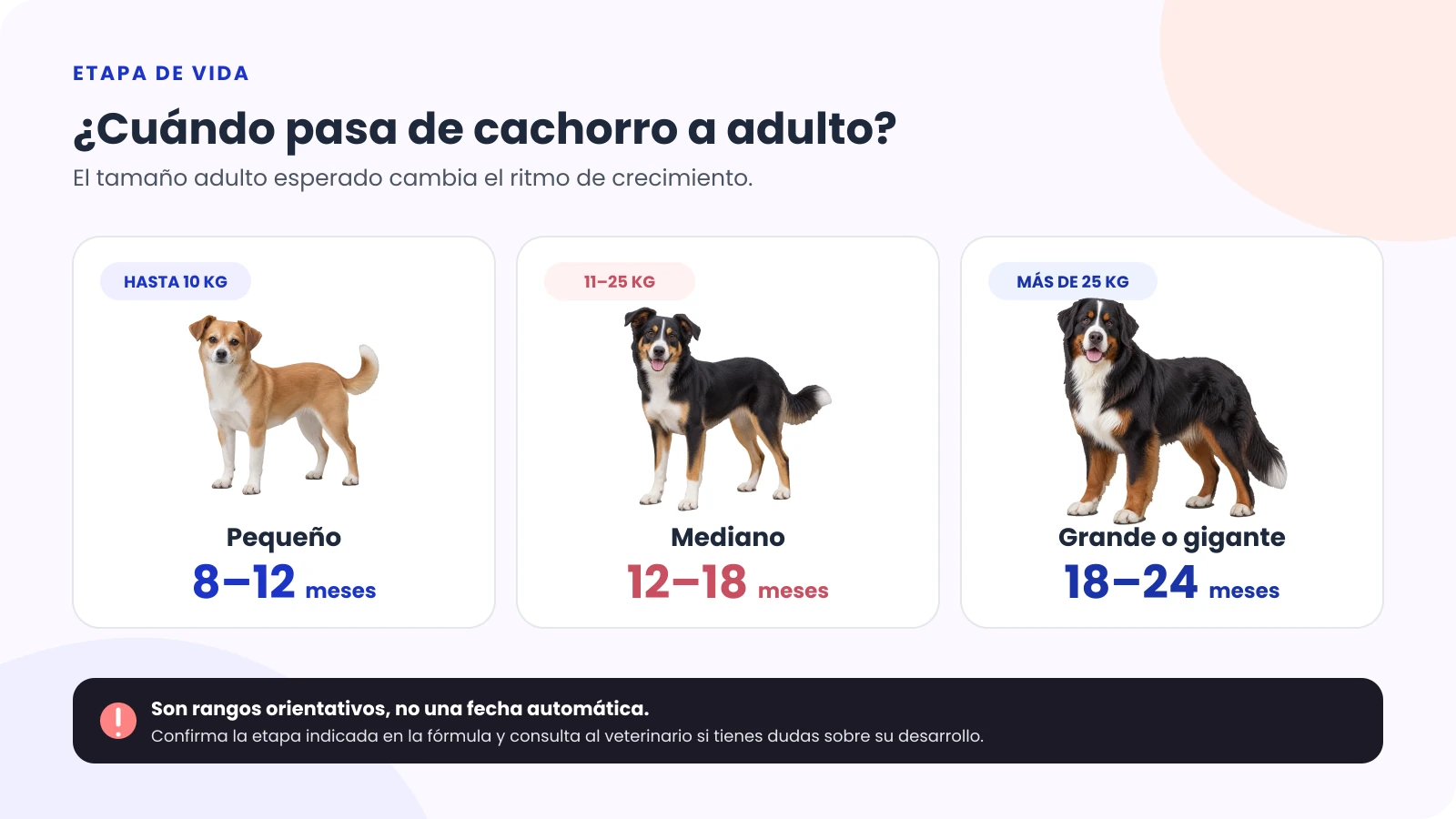 Guía orientativa: perros de hasta 10 kilos pasan a la etapa adulta entre 8 y 12 meses; de 11 a 25 kilos entre 12 y 18 meses; y de más de 25 kilos entre 18 y 24 meses