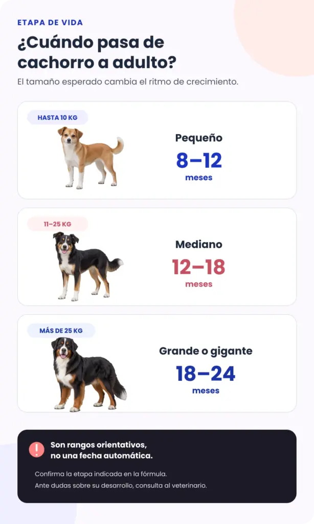 Guía orientativa: perros de hasta 10 kilos pasan a la etapa adulta entre 8 y 12 meses; de 11 a 25 kilos entre 12 y 18 meses; y de más de 25 kilos entre 18 y 24 meses