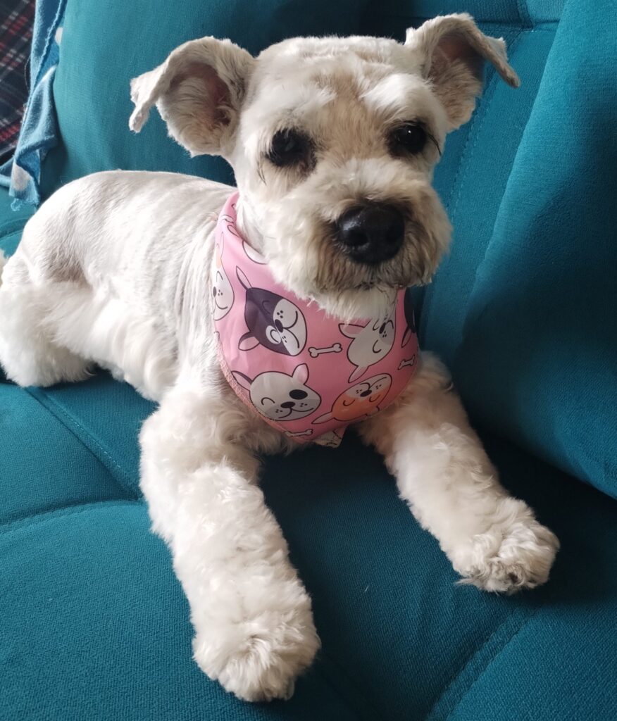 Lulú